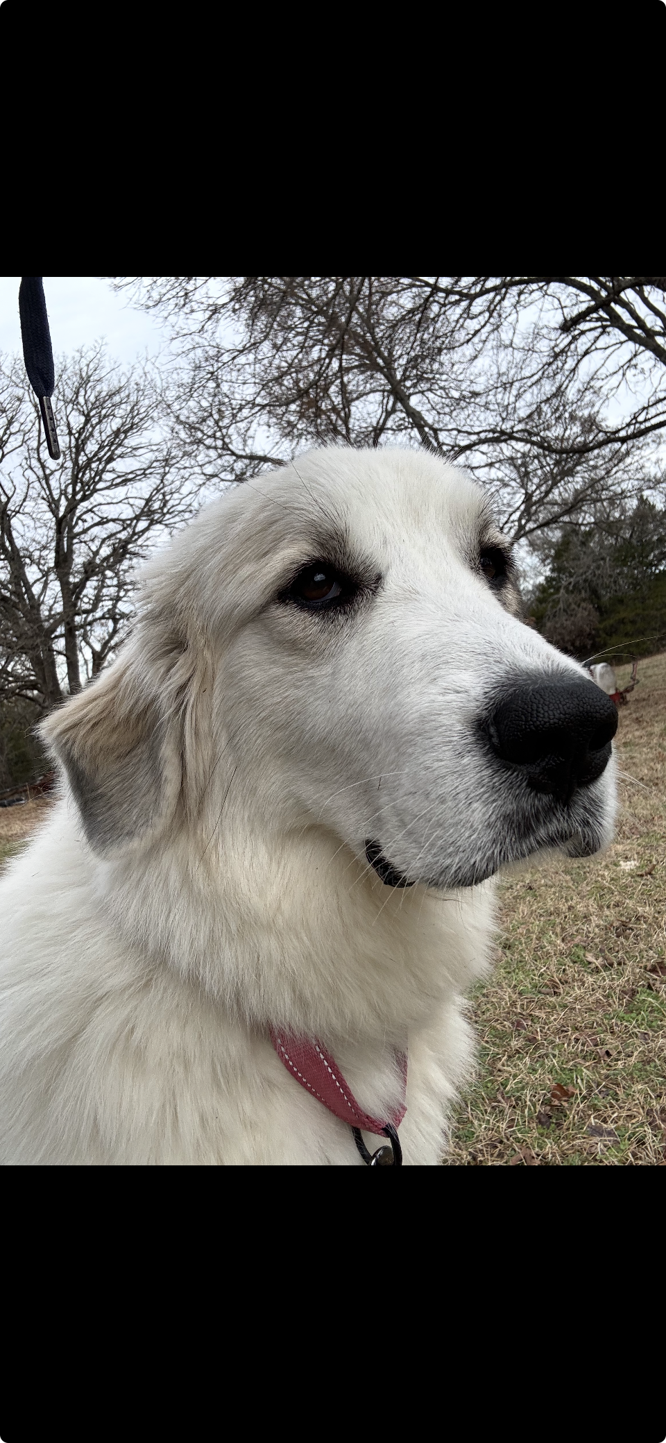 Tippy